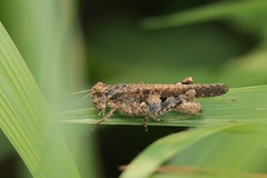 Trilophidia annulata