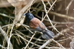 Spermestes bicolor nigriceps