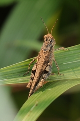 Trilophidia annulata