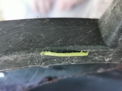 Biston betularia