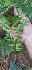 Podocarpus