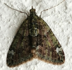 Chloroclysta siterata