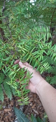 Podocarpus