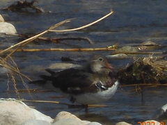 Aix galericulata