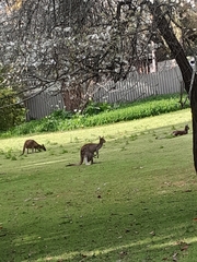 Macropus fuliginosus
