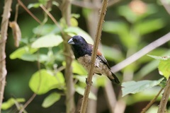 Spermestes bicolor nigriceps