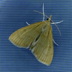 Anania crocealis