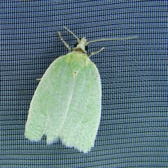 Tortrix viridana