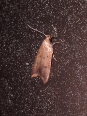 Tachystola acroxantha