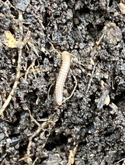 Cylindroiulus caeruleocinctus