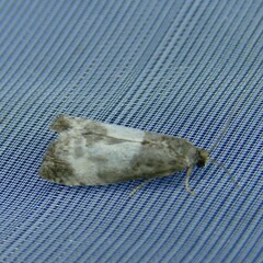 Notocelia cynosbatella