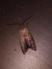 Tachystola acroxantha