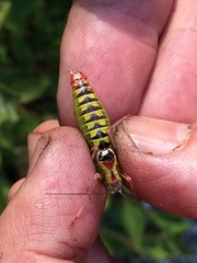 Poecilimon thoracicus