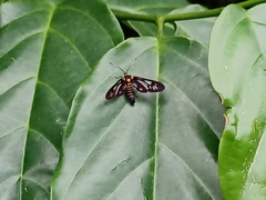 Thyrassia