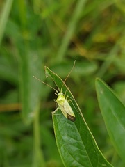 Adelphocoris quadripunctatus