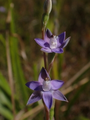 Thelymitra pauciflora