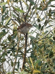 Cisticola subruficapilla
