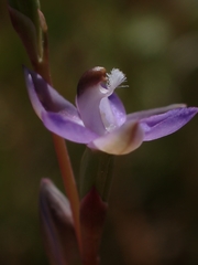 Thelymitra pauciflora