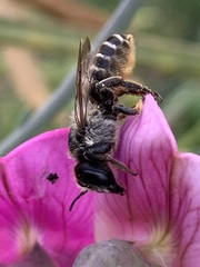 Megachile rotundata