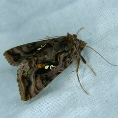 Autographa pulchrina