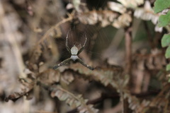 Argiope