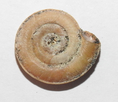 Planorbis planorbis