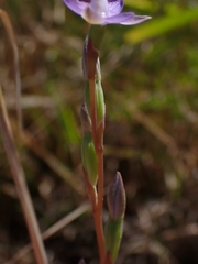 Thelymitra pauciflora