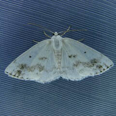 Lomographa temerata