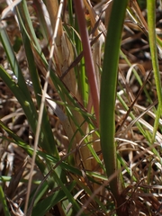 Thelymitra pauciflora