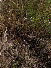 Thelymitra pauciflora