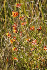 Pultenaea