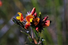 Pultenaea
