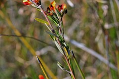 Pultenaea