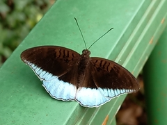 Tanaecia iapis