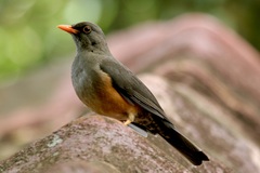Turdus abyssinicus