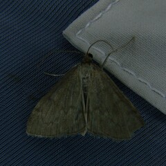 Anania fuscalis