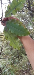 Quintinia serrata