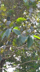Camptotheca acuminata