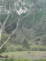 Cyanocorax melanocyaneus