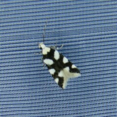 Pseudotelphusa tessella