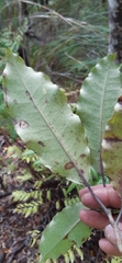 Quintinia serrata