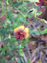 Bossiaea eriocarpa