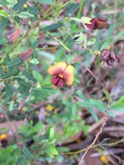 Bossiaea eriocarpa