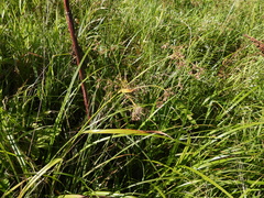 Scirpus sylvaticus