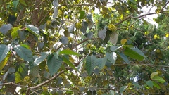Camptotheca acuminata