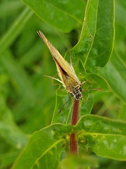 Thymelicus sylvestris