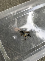 Sceliphron madraspatanum