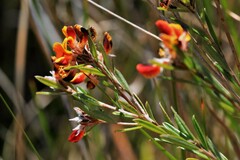Pultenaea