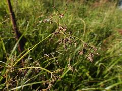 Scirpus sylvaticus