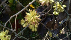 Camptotheca acuminata